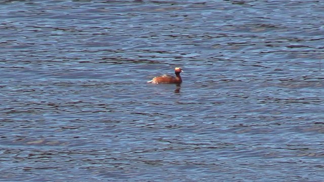 Grèbe esclavon - ML652763290