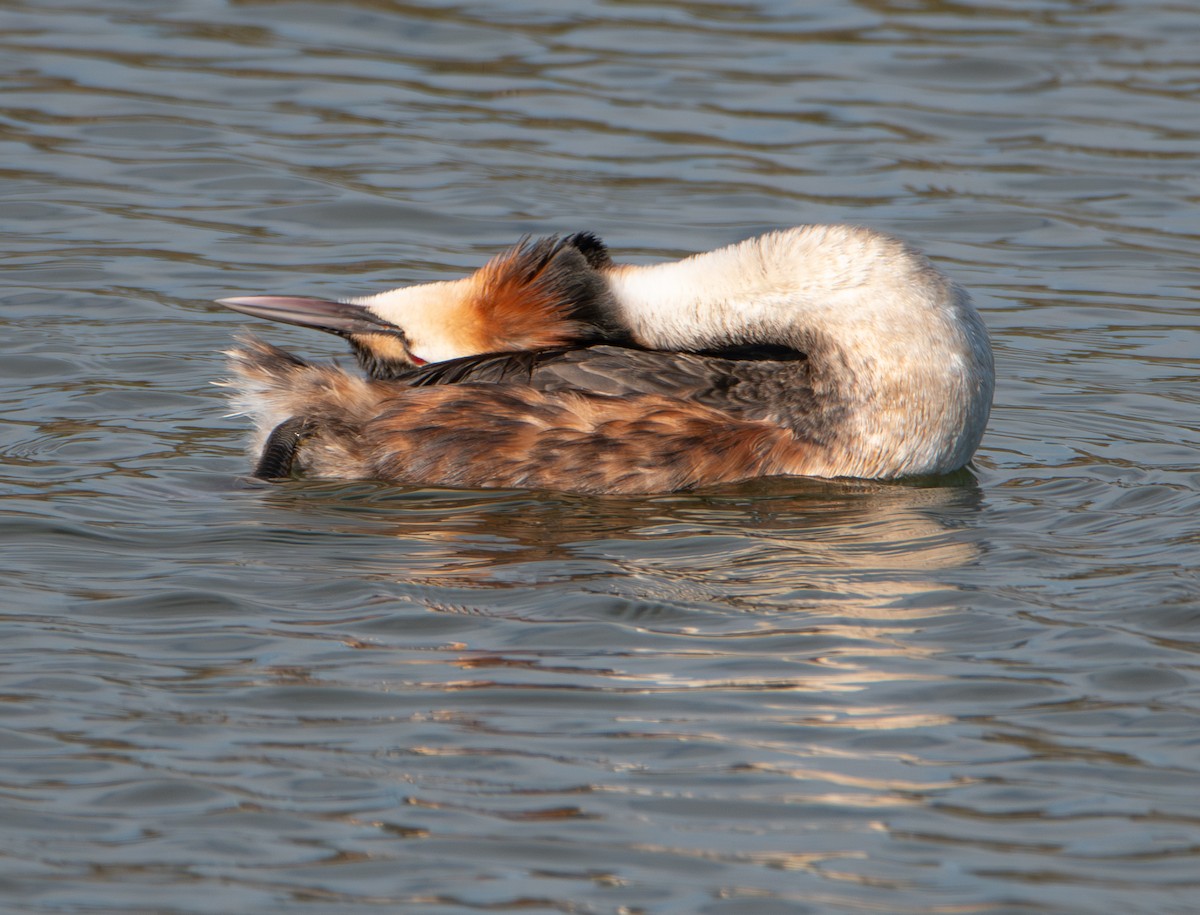 Grèbe huppé - ML652763353