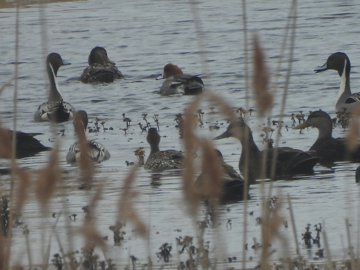 eBird Checklist - 14 Mar 2026 - Parker River NWR - 6 species (+1 other ...