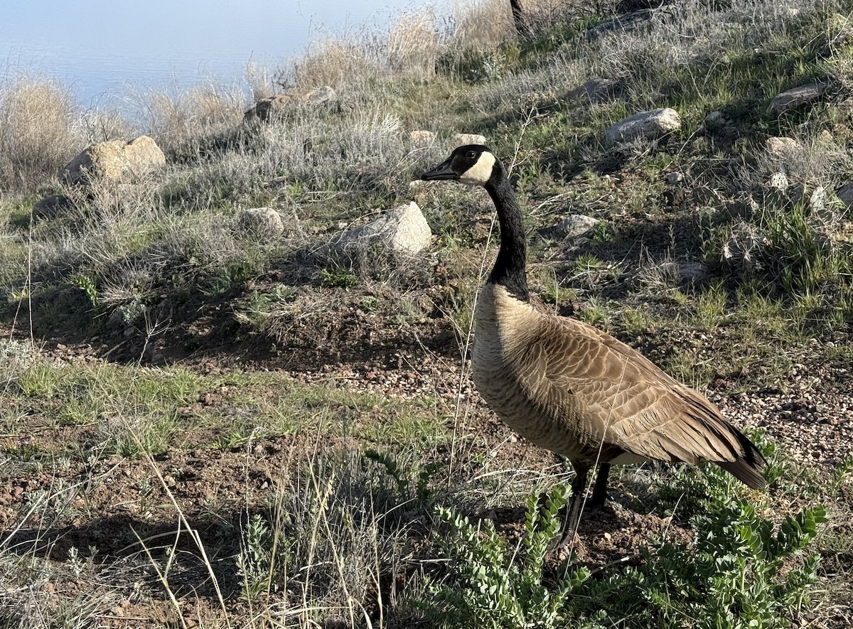 Canada Goose - ML652763581