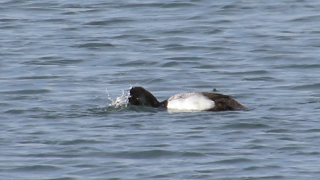 Petit Fuligule - ML652763592