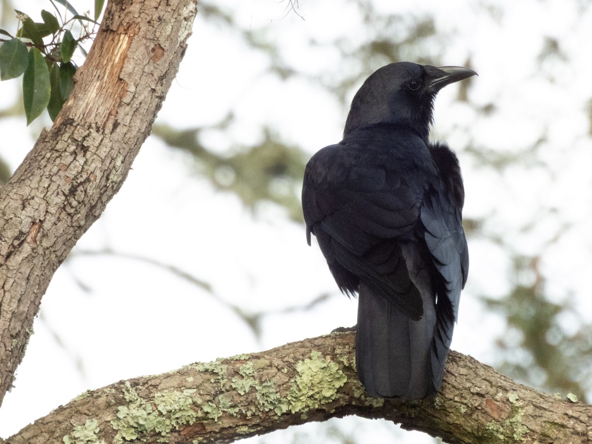 Fish Crow - ML652763609