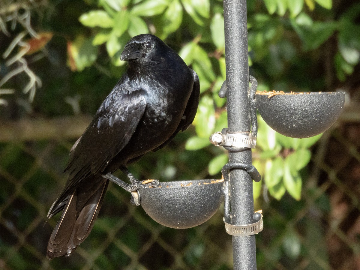 Fish Crow - ML652763610