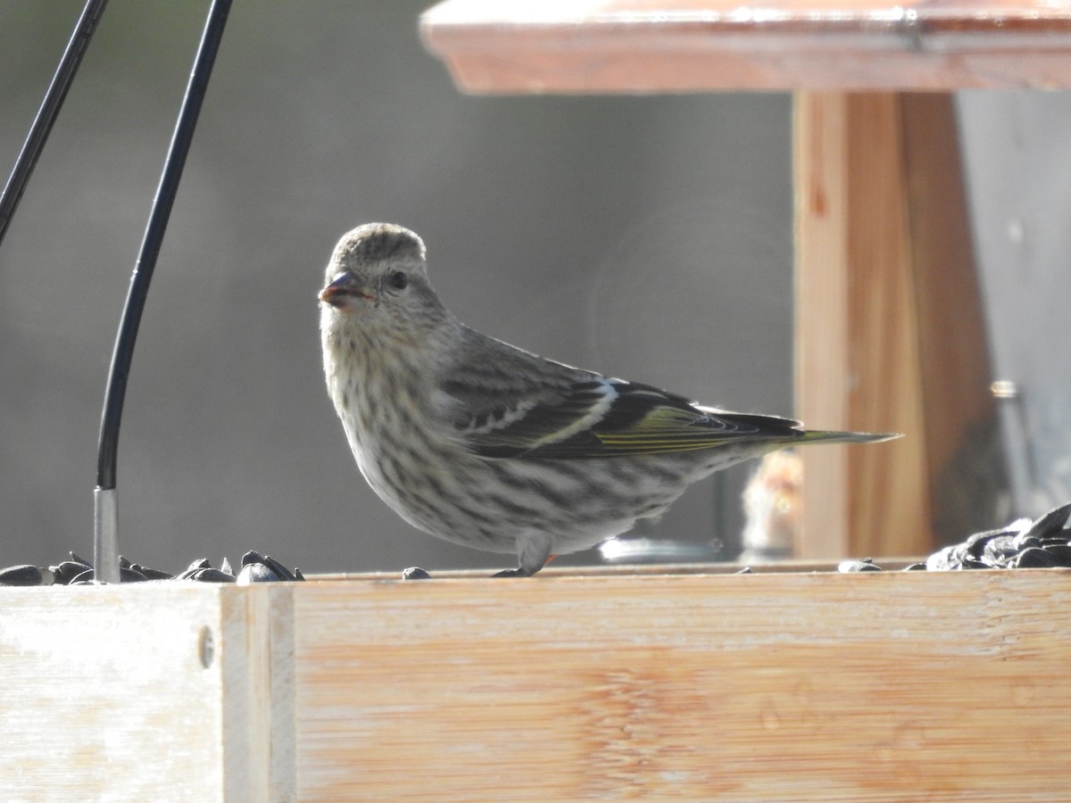 Pine Siskin - ML652763664