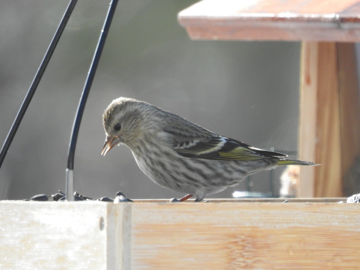 Pine Siskin - ML652763665