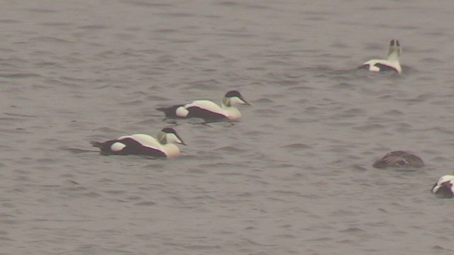 Eider à duvet - ML652763675