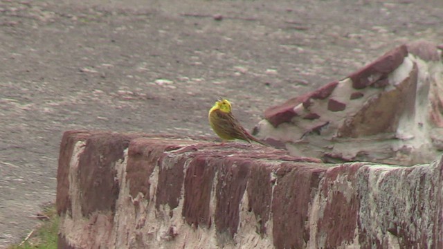 Bruant jaune - ML652764179