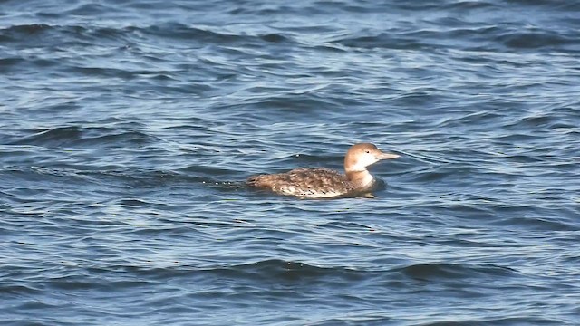 Plongeon huard - ML652764613