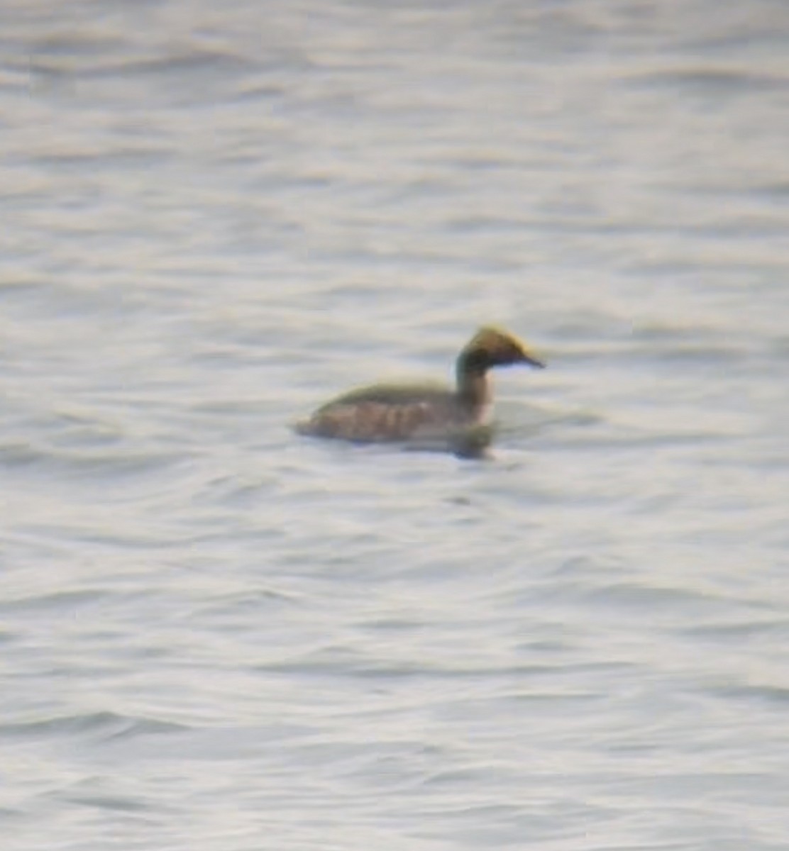 Svasso cornuto - ML652764637