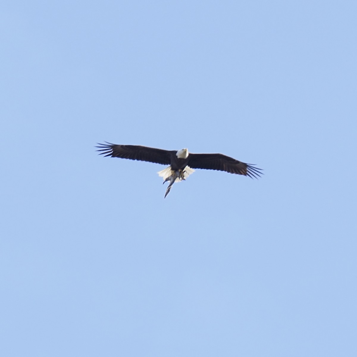 ハクトウワシ - ML652764745