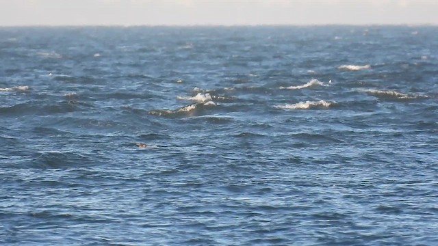 Eider à duvet - ML652764773