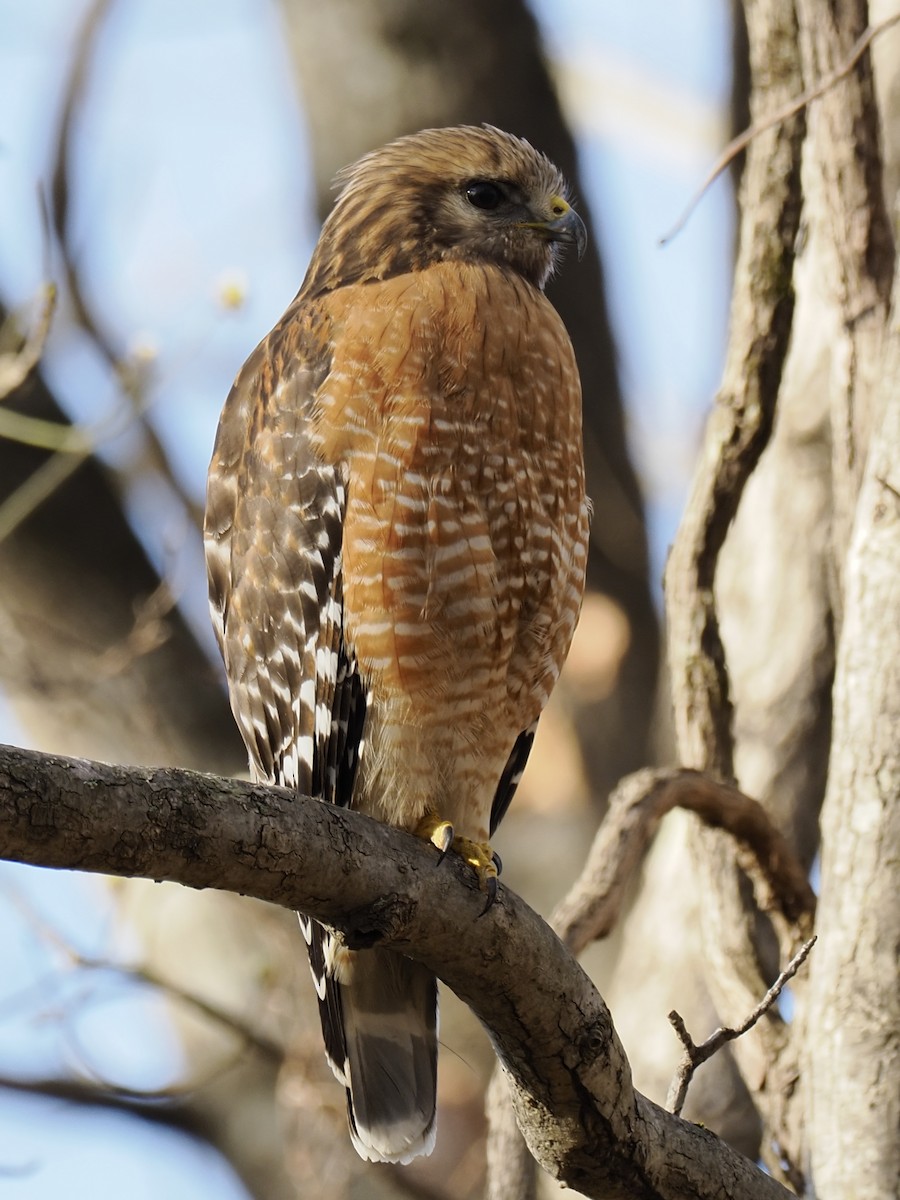 カタアカノスリ - ML652764786