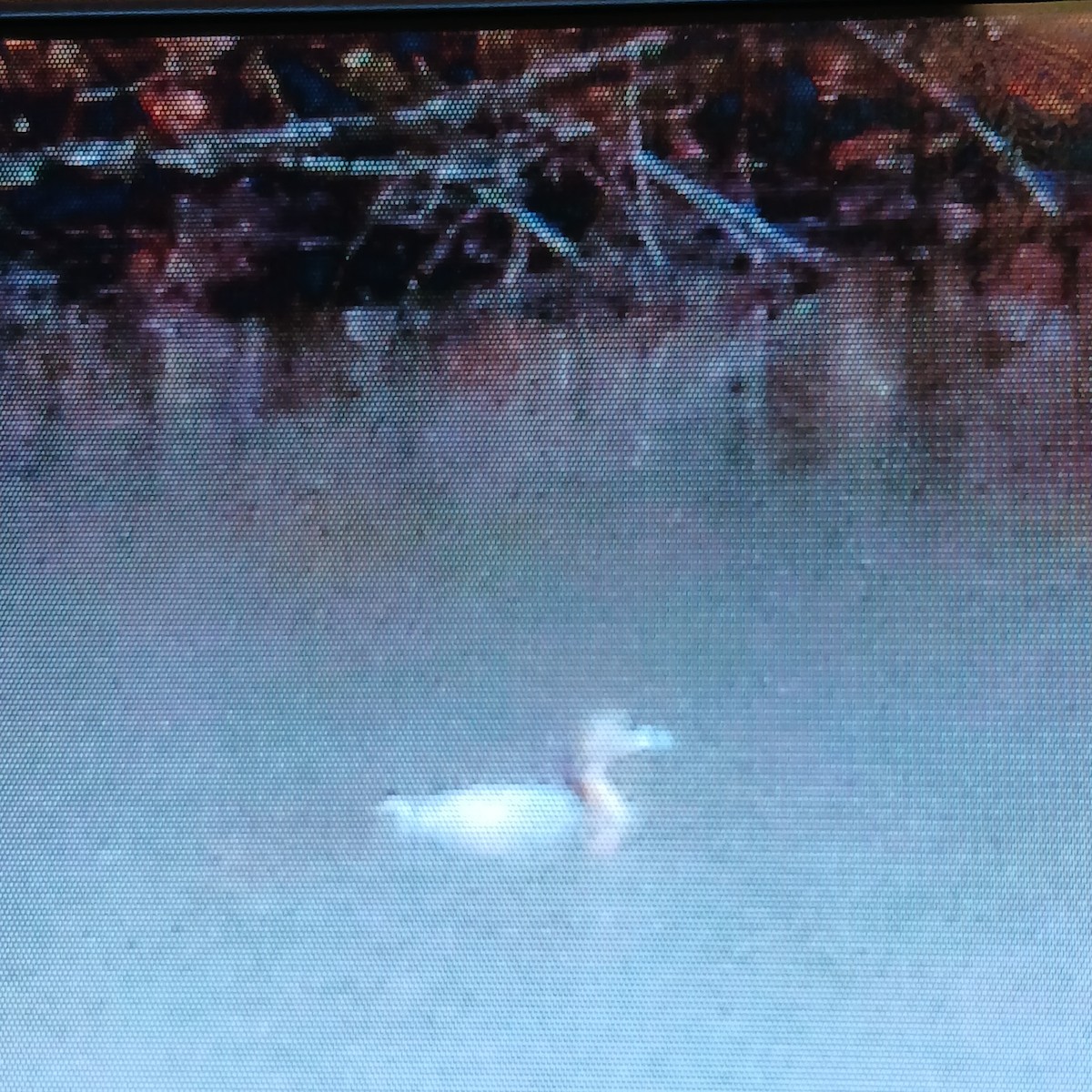 Pied-billed Grebe - ML652764793