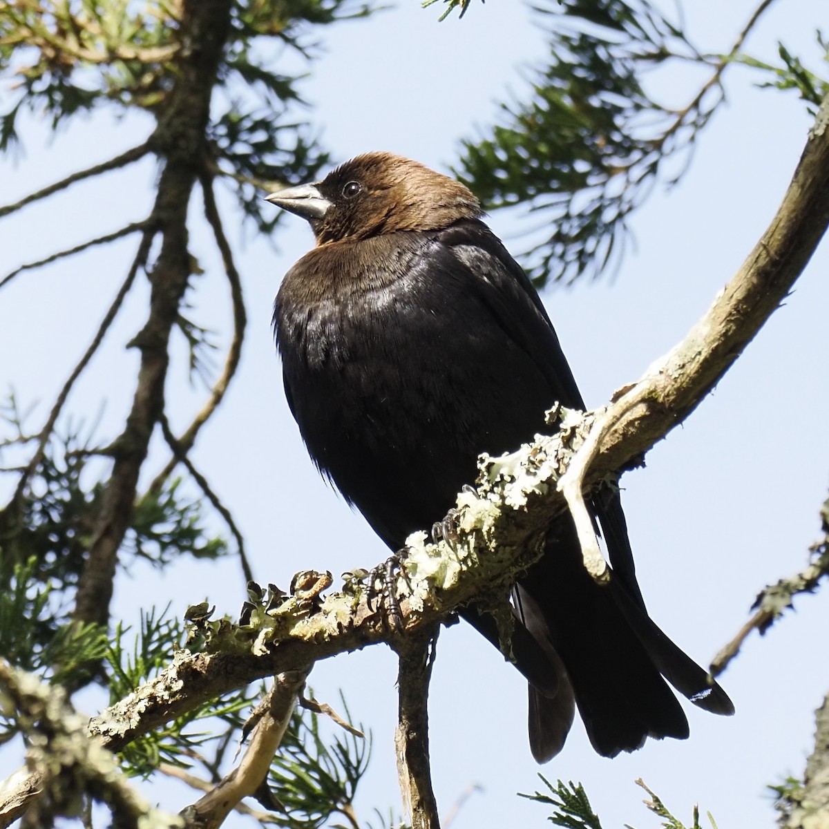 コウウチョウ - ML652764823