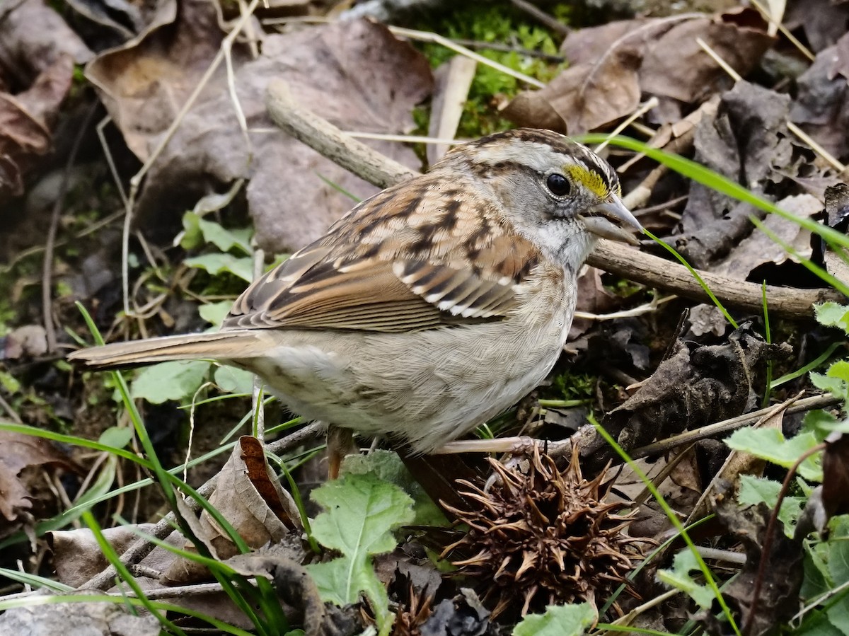 ノドジロシトド - ML652764853