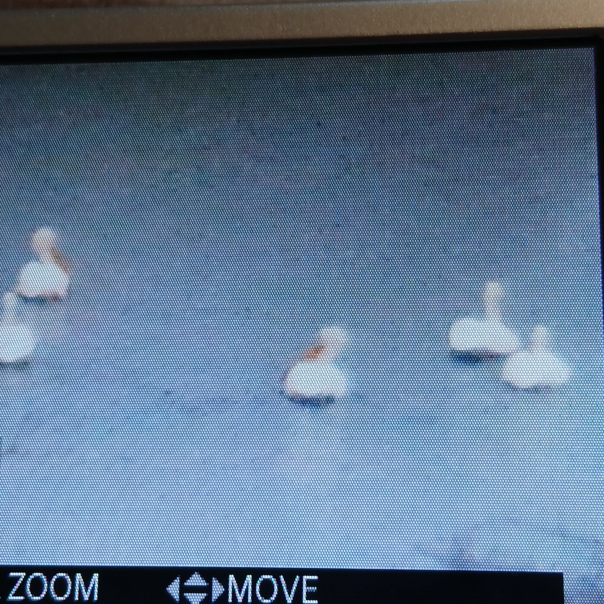 American White Pelican - ML652764910