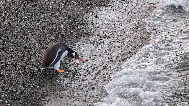 Manchot papou - ML652764922