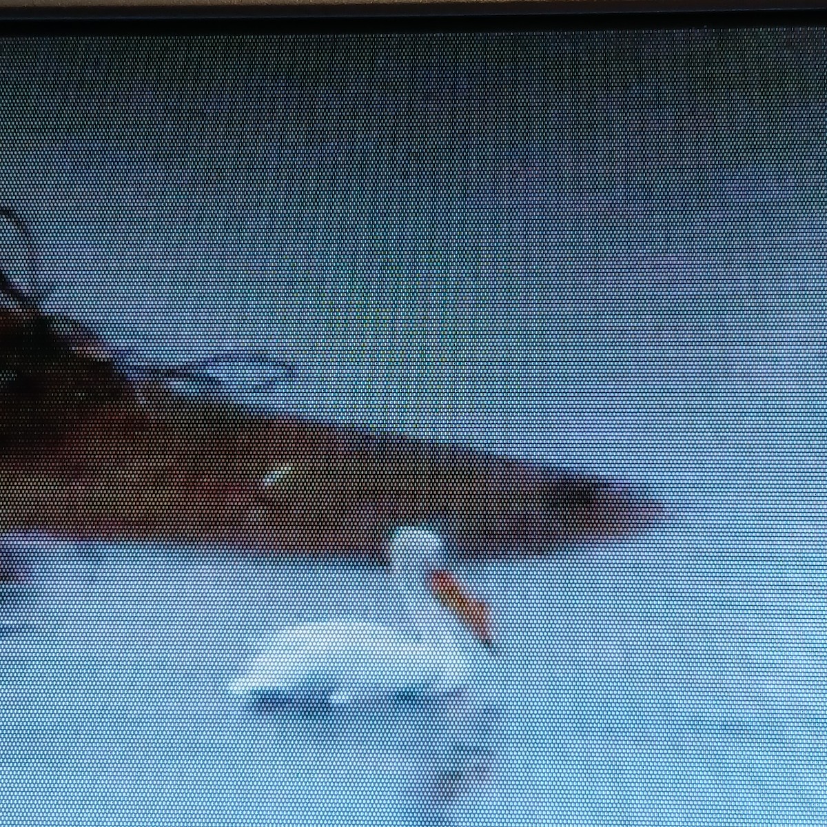 American White Pelican - ML652764938