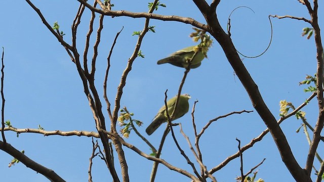 Colombar commandeur - ML652764978