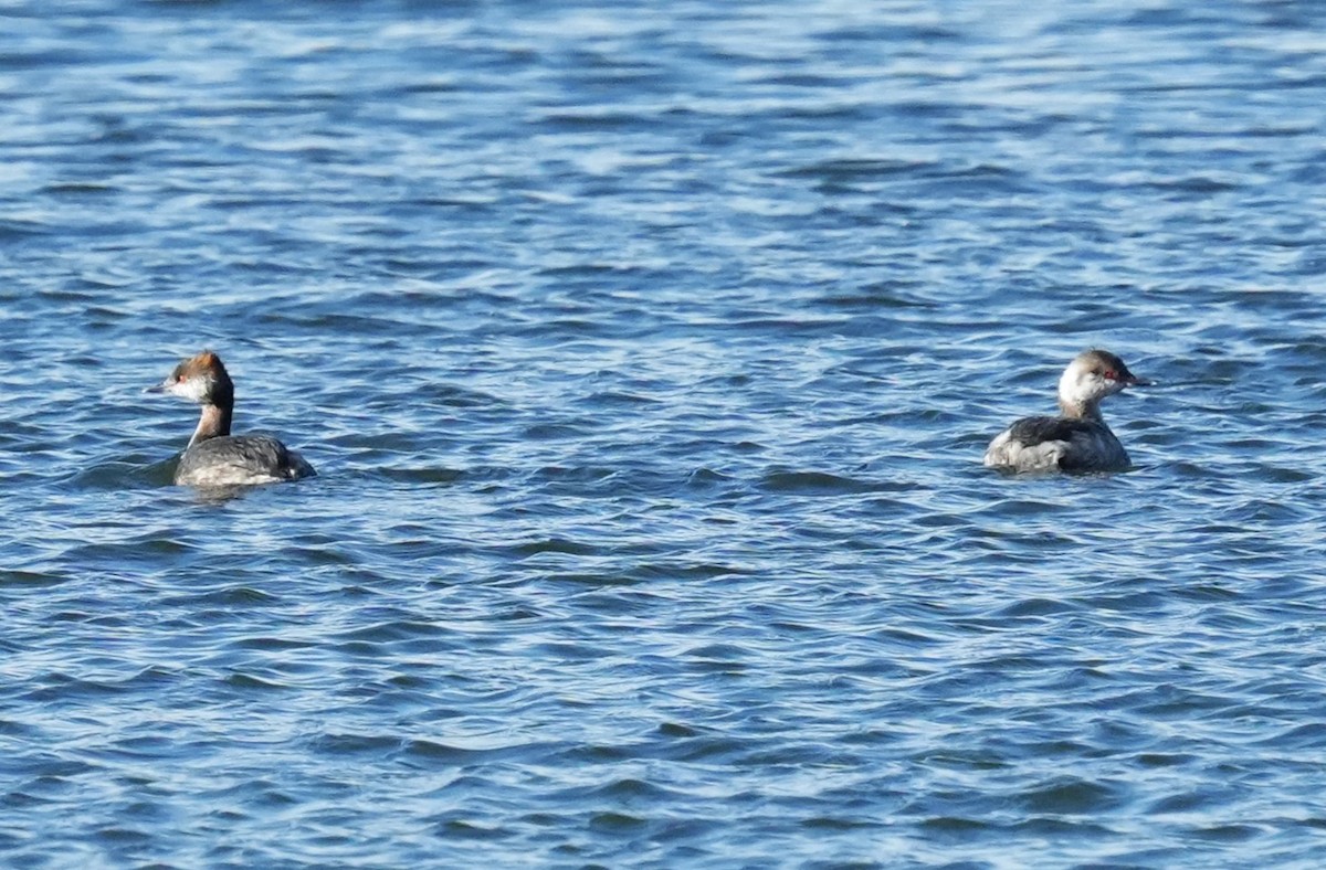 ミミカイツブリ - ML652764993