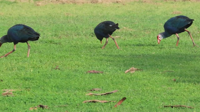 Talève à tête grise - ML652765025