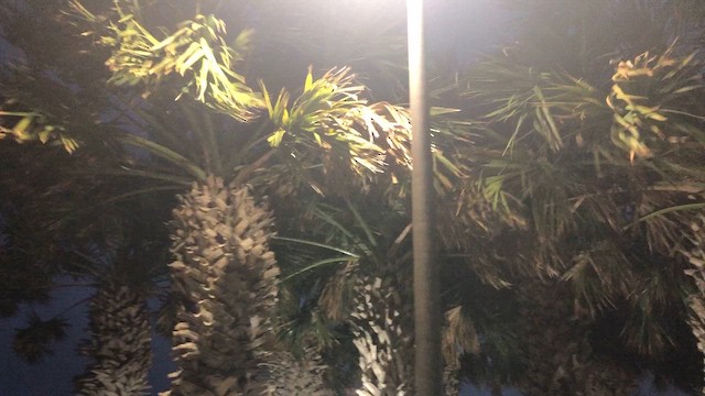 Quiscale à longue queue - ML652765057