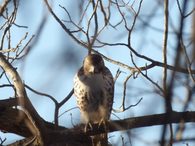 Red-tailed Hawk - ML652765292
