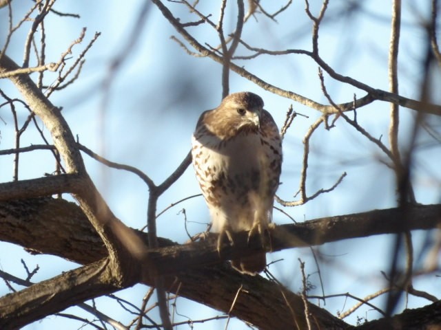 Red-tailed Hawk - ML652765293