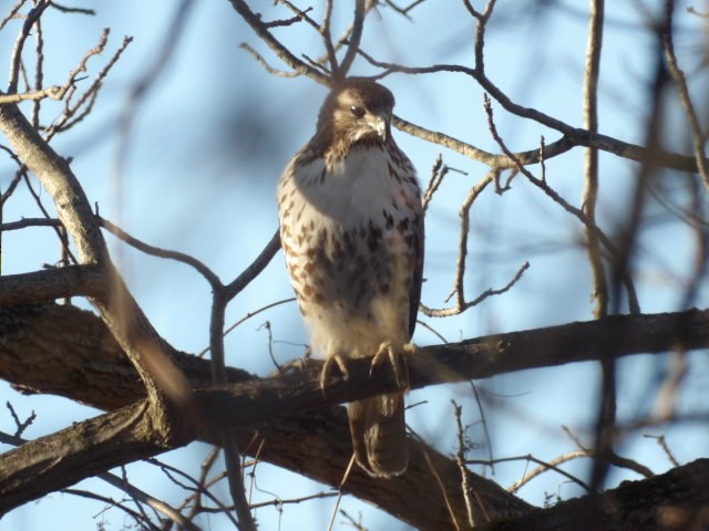 Red-tailed Hawk - ML652765294