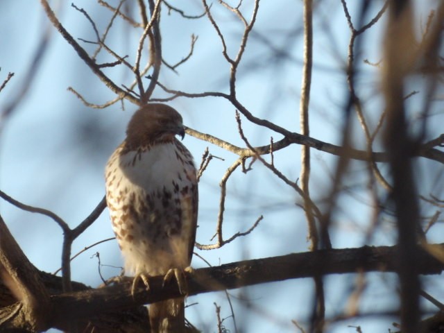 Red-tailed Hawk - ML652765295