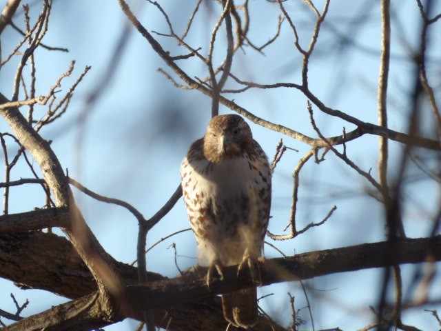 Red-tailed Hawk - ML652765296
