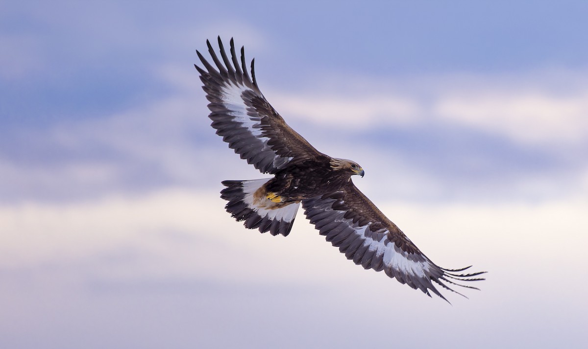 イヌワシ - ML652765400