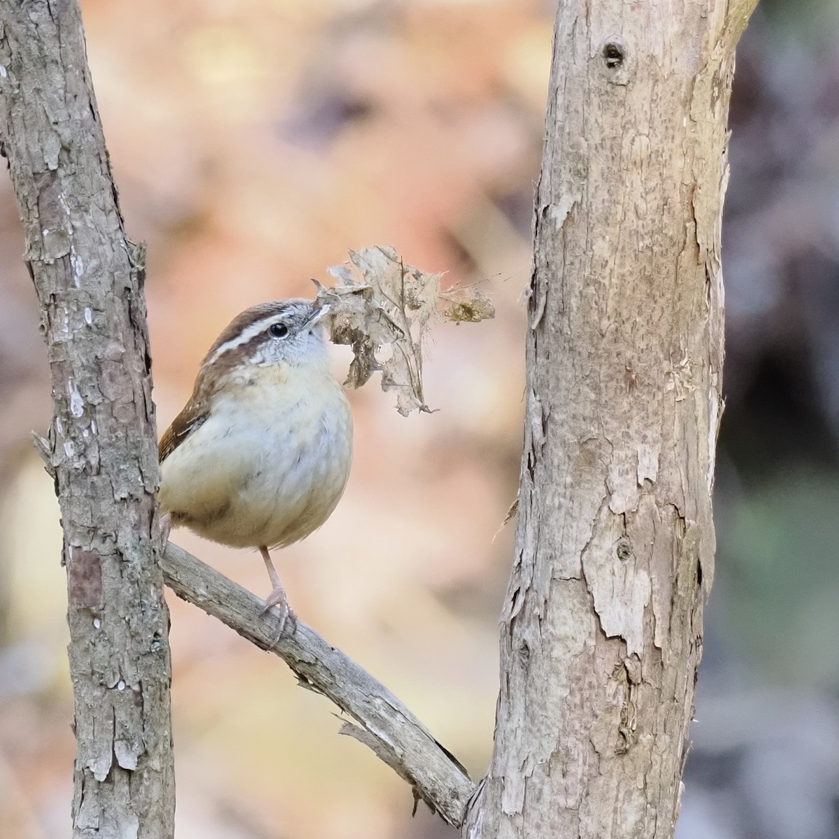 チャバラマユミソサザイ - ML652765523