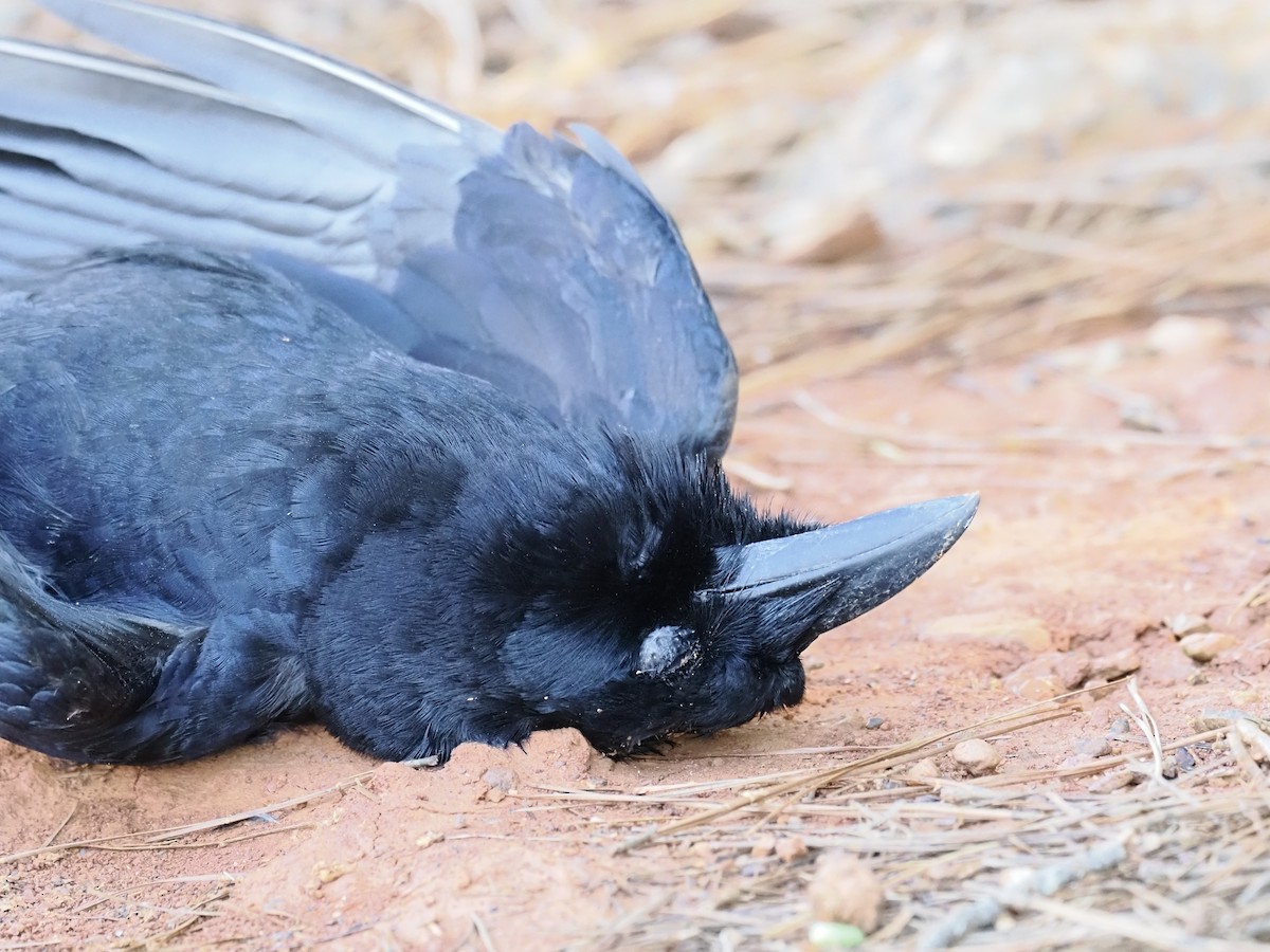 アメリカガラス - ML652765587