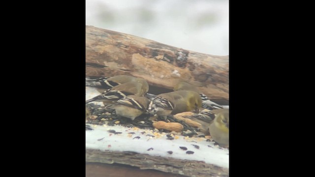 čížek žlutý - ML652765591