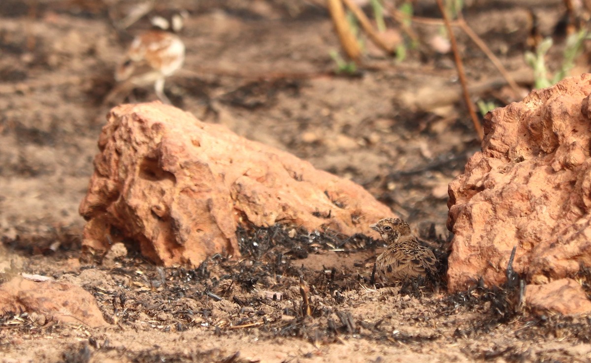 Chestnut-backed Sparrow-Lark - ML652765625
