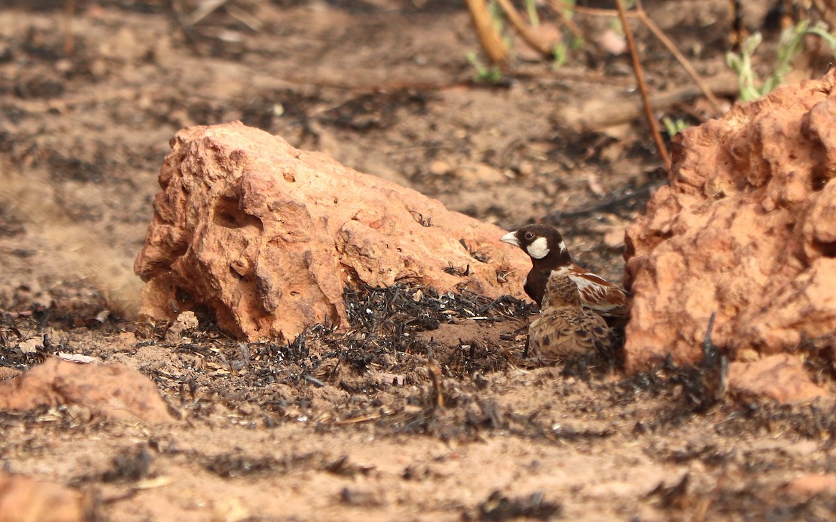 Chestnut-backed Sparrow-Lark - ML652765626