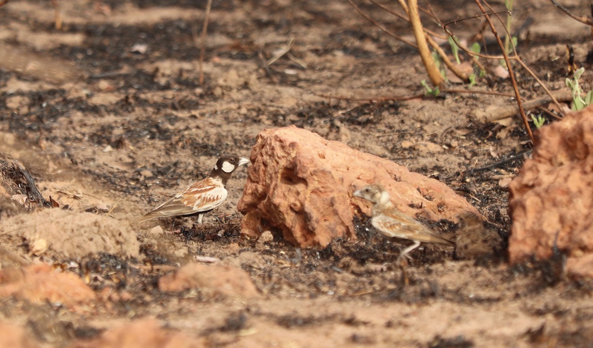 Chestnut-backed Sparrow-Lark - ML652765627