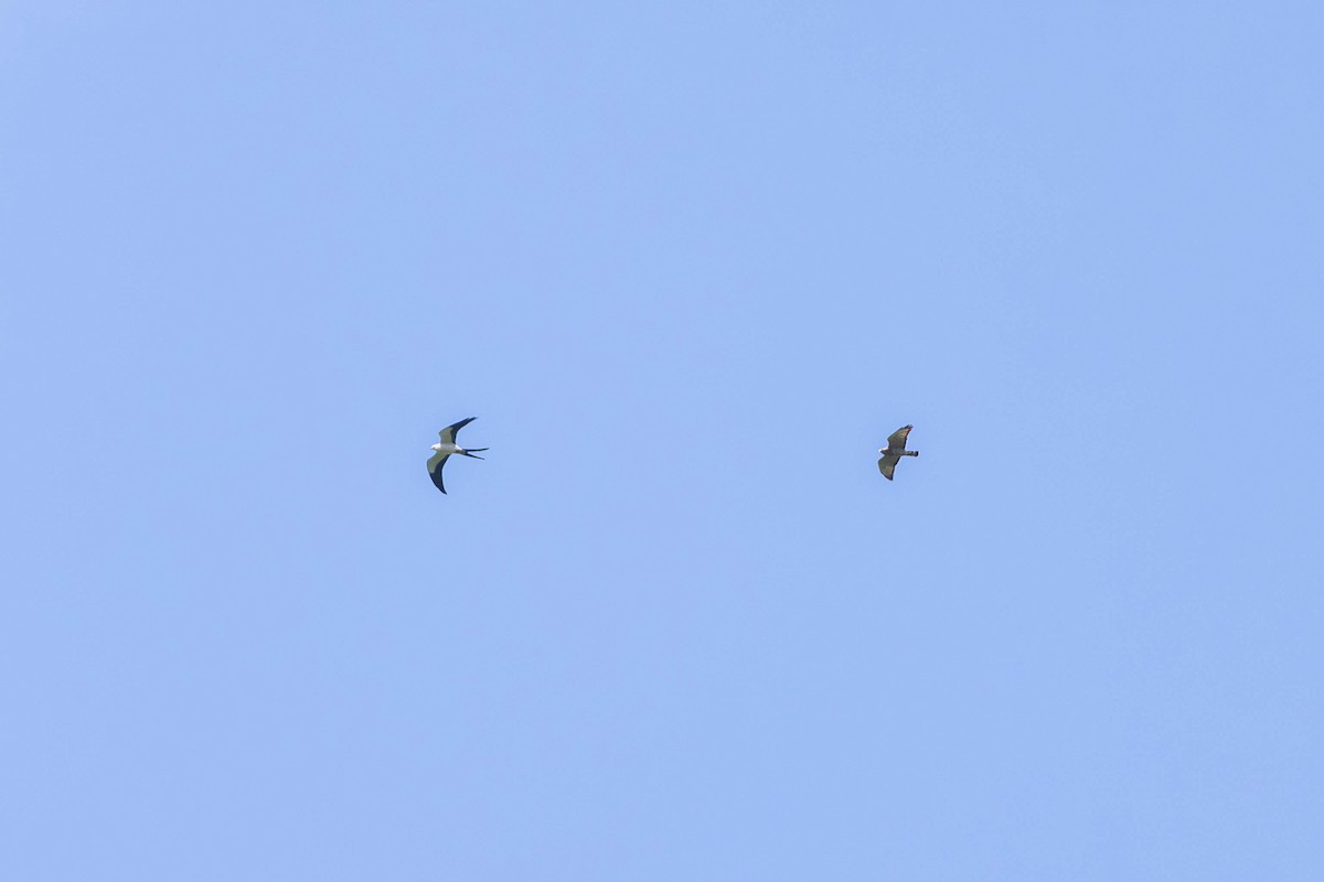 Broad-winged Hawk - ML652765731