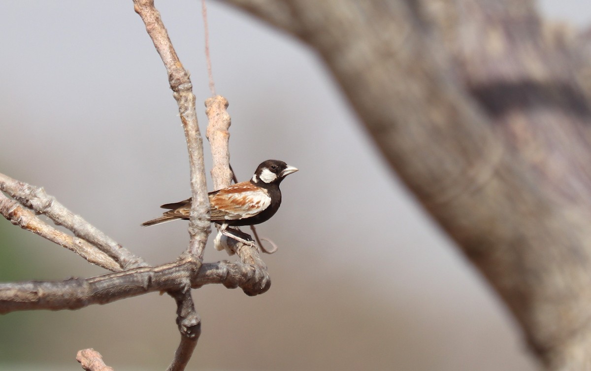 Chestnut-backed Sparrow-Lark - ML652765811