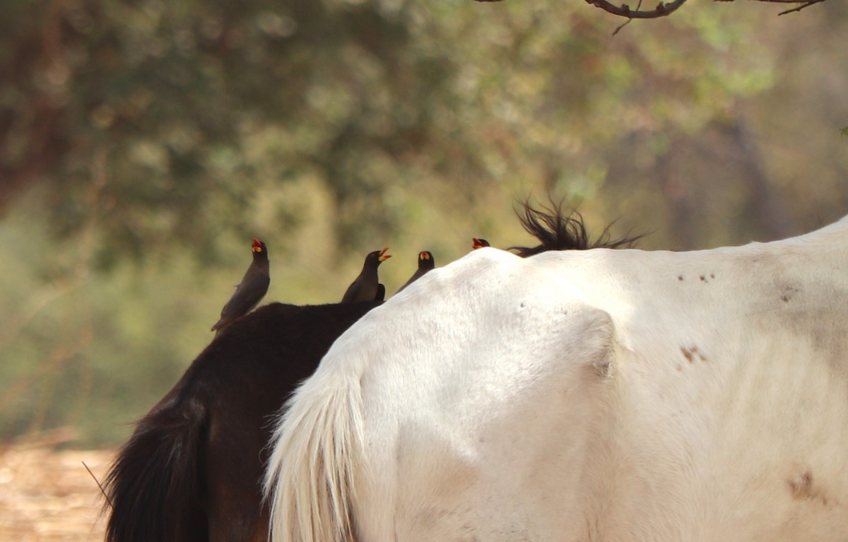 gulnebboksehakker - ML652765930