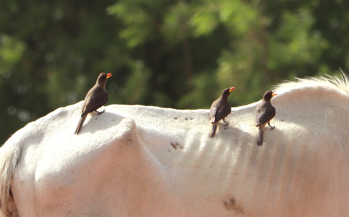 gulnebboksehakker - ML652765931