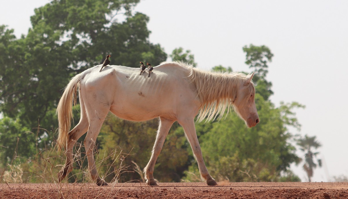 gulnebboksehakker - ML652765932