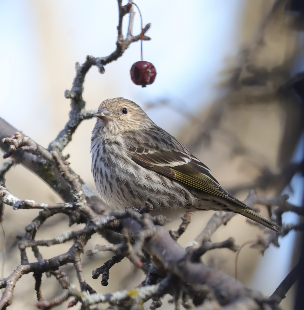 Pine Siskin - ML652766242