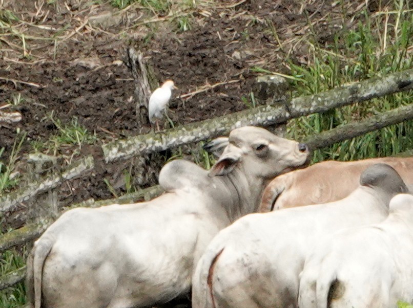 Héron garde-boeufs - ML652766305