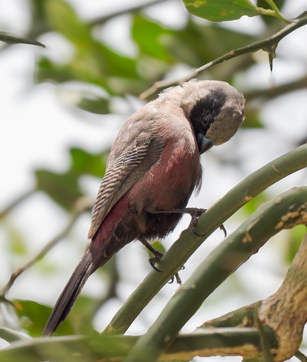 Black-faced Waxbill - ML652766334
