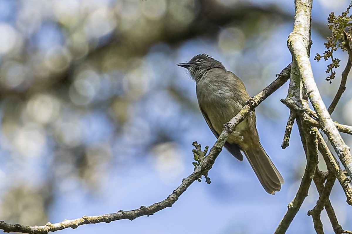 Bulbul du Toro - ML652766679