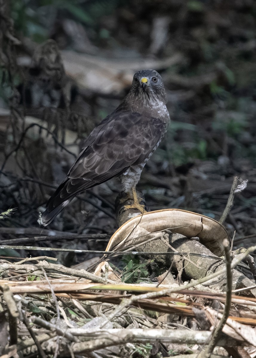 Broad-winged Hawk - ML652766840