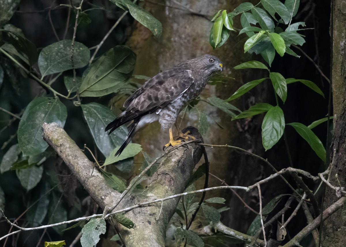 Broad-winged Hawk - ML652766841