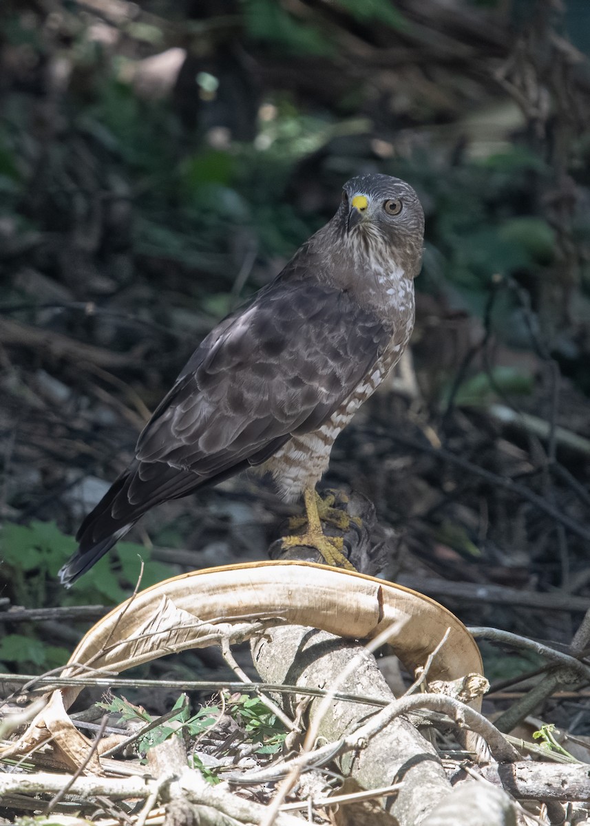 Broad-winged Hawk - ML652766842
